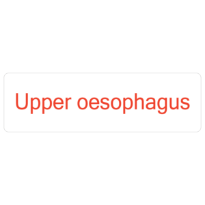 Upper oesophagus - 40 x 12, PAPER, Red print on White Label. 800 per roll