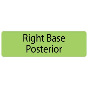 Right Base Posterior, 40 x 12, PAPER, Black print on Green Label, 800 per roll