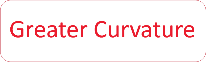 GREATER CURVATURE - 40 x 12, PAPER, Red print on White Label, 800 per roll