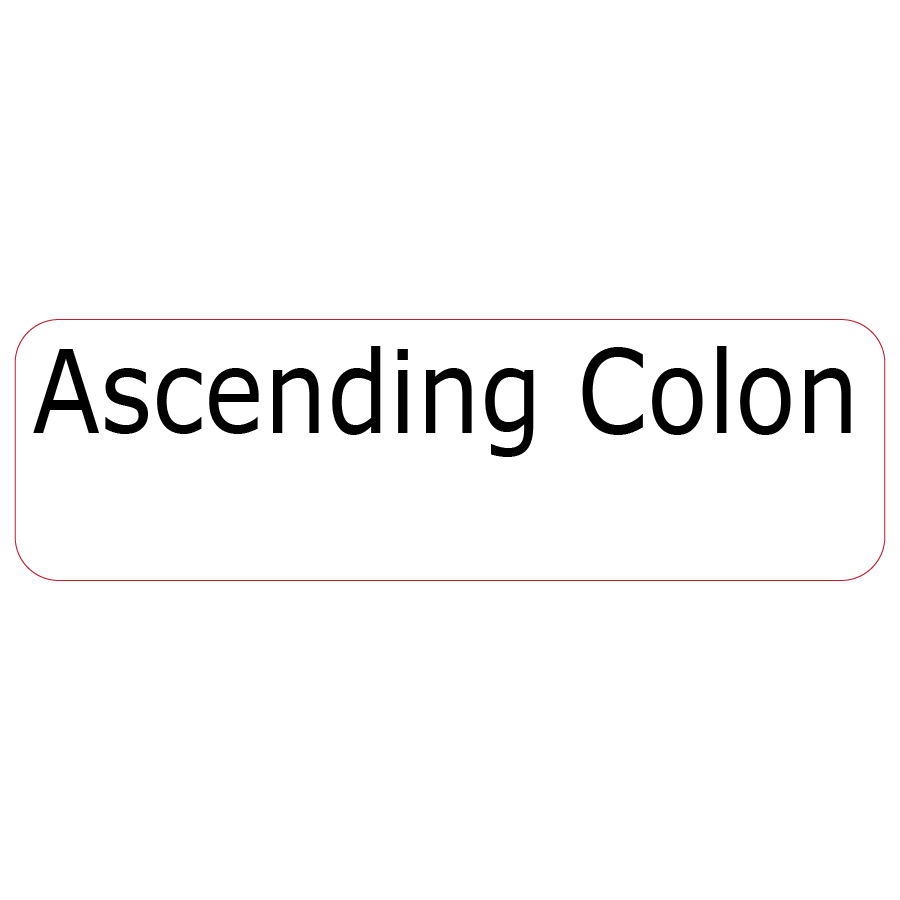 Ascending Colon, 40 x 12, PAPER, Black print on White Label, 800 per roll