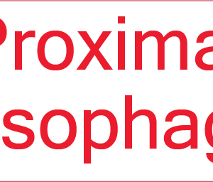 Proximal Oesophagus - 40 x 12, PAPER, Red print on White Label, 800 per roll