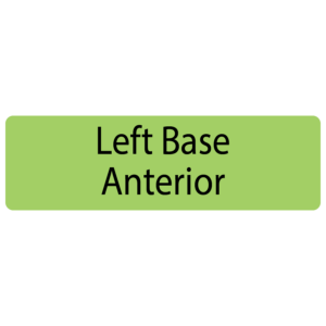 Left Base Anterior, 40 x 12, PAPER, Black print on Green Label, 800 per roll