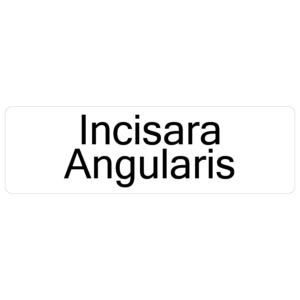 Incisara Angularis- 40 x 12, PAPER, Black print on White Label. 800 per roll