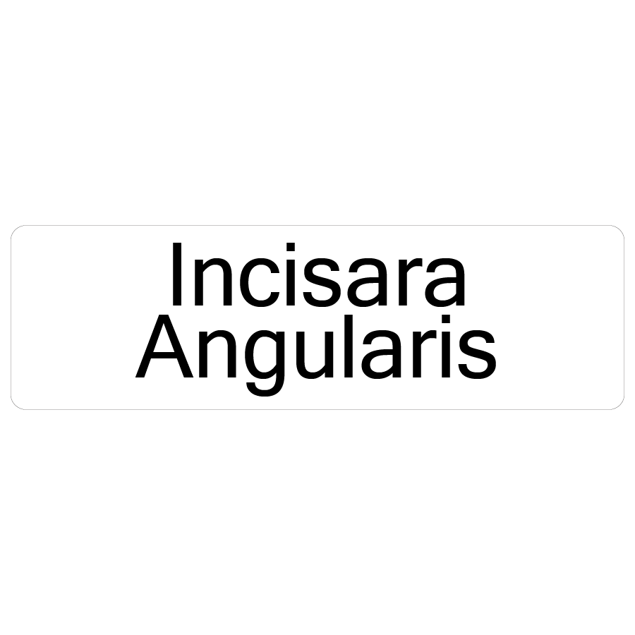 Incisara Angularis- 40 x 12, PAPER, Black print on White Label. 800 per roll