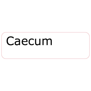 Caecum , 40 x 12, PAPER, Black print on White Label, 800 per roll