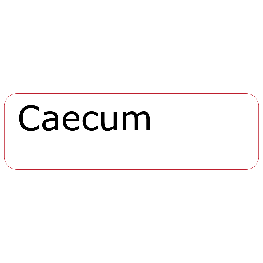 Caecum , 40 x 12, PAPER, Black print on White Label, 800 per roll