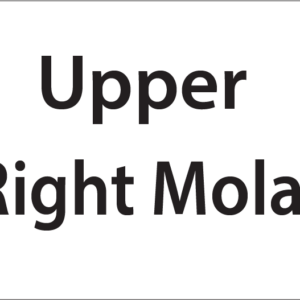 Upper Right Molar -27mm x 36mm Black Print on White Label, 400 per roll