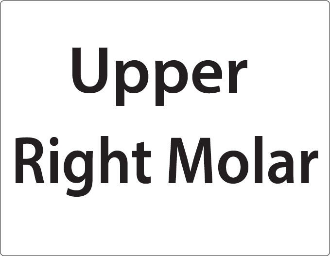 Upper Right Molar -27mm x 36mm Black Print on White Label, 400 per roll