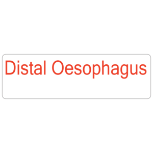 DISTAL OESOPHAGUS- 40 x 12, PAPER, Red print on White Label. 800 per roll