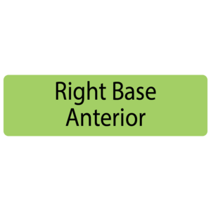 Right Base Anterior , 40 x 12, PAPER, Black print on Green Label, 800 per roll