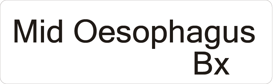 Mid Oesophagus Bx- 40 x 12, PAPER, Black print on White Label, 800 per roll