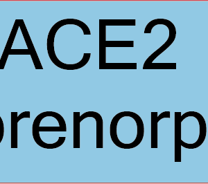 ACE2 Buprenorphine- 40 x 12, PAPER, Black print on Blue Label, 800 per roll