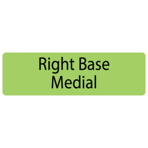 Right Base Medial,  40 x 12, PAPER, Black print on Green Label, 800 per roll