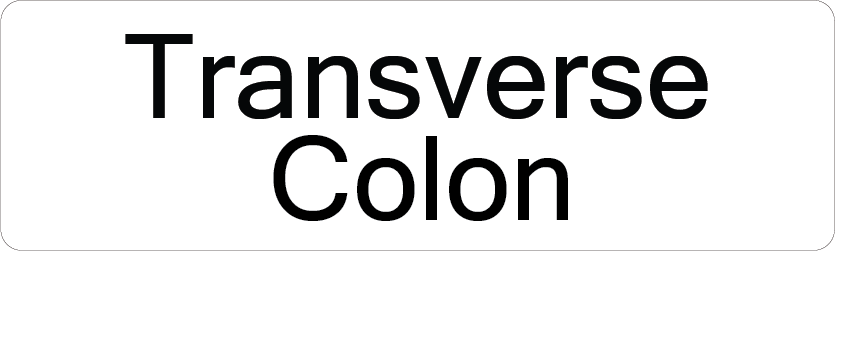 Transverse Colon - 40 x 12, PAPER, Black print on White Label, 800 per roll