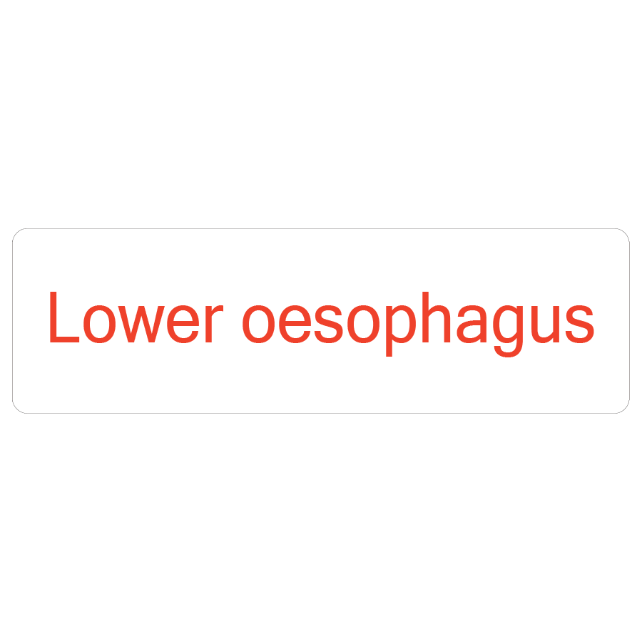 Lower oesophagus - 40 x 12, PAPER, Red print on White Label. 800 per roll