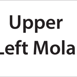 Upper Left Molar -27mm x 36mm Black Print on White Label, 400 per roll