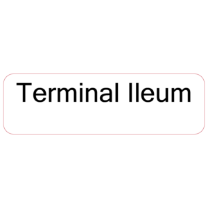 Terminal Ileum - 40 x 12, PAPER, Black print on White Label, 800 per roll