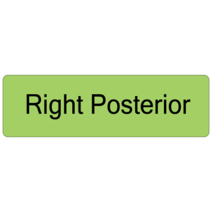Right Posterior, 40 x 12, PAPER, Black print on Green Label, 800 per roll