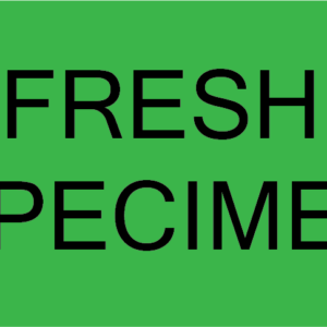 FRESH SPECIMEN - 70mm x 40mm, Black Print on Fluoro Green Paper Label 500/rl