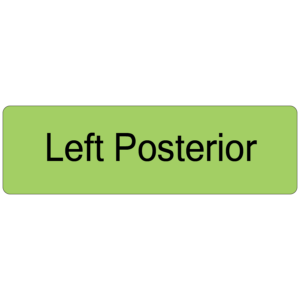 Left Posterior, 40 x 12, PAPER, Black print on Green Label, 800 per roll