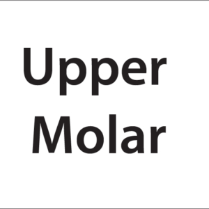 Upper Molar -27mm x 36mm Black Print on White Label, 400 per roll