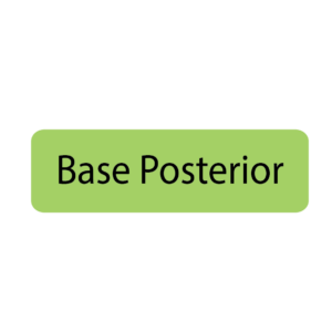 Base Posterior - 40 x 12, PAPER,  Black print on Green Label, 800 per roll